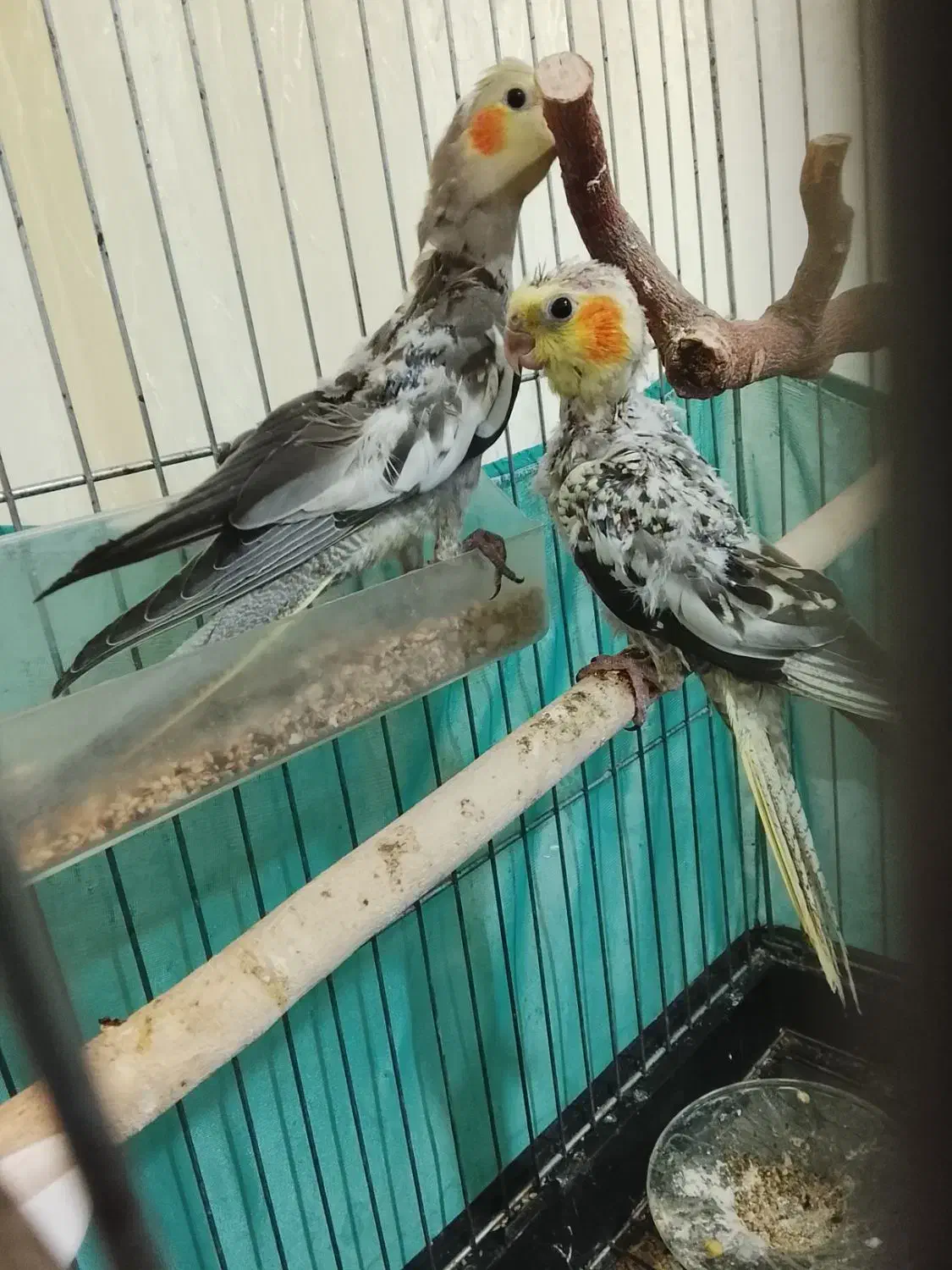 ۳ تا بچ عروس هلندی|پرنده|نورآباد, |دیوار