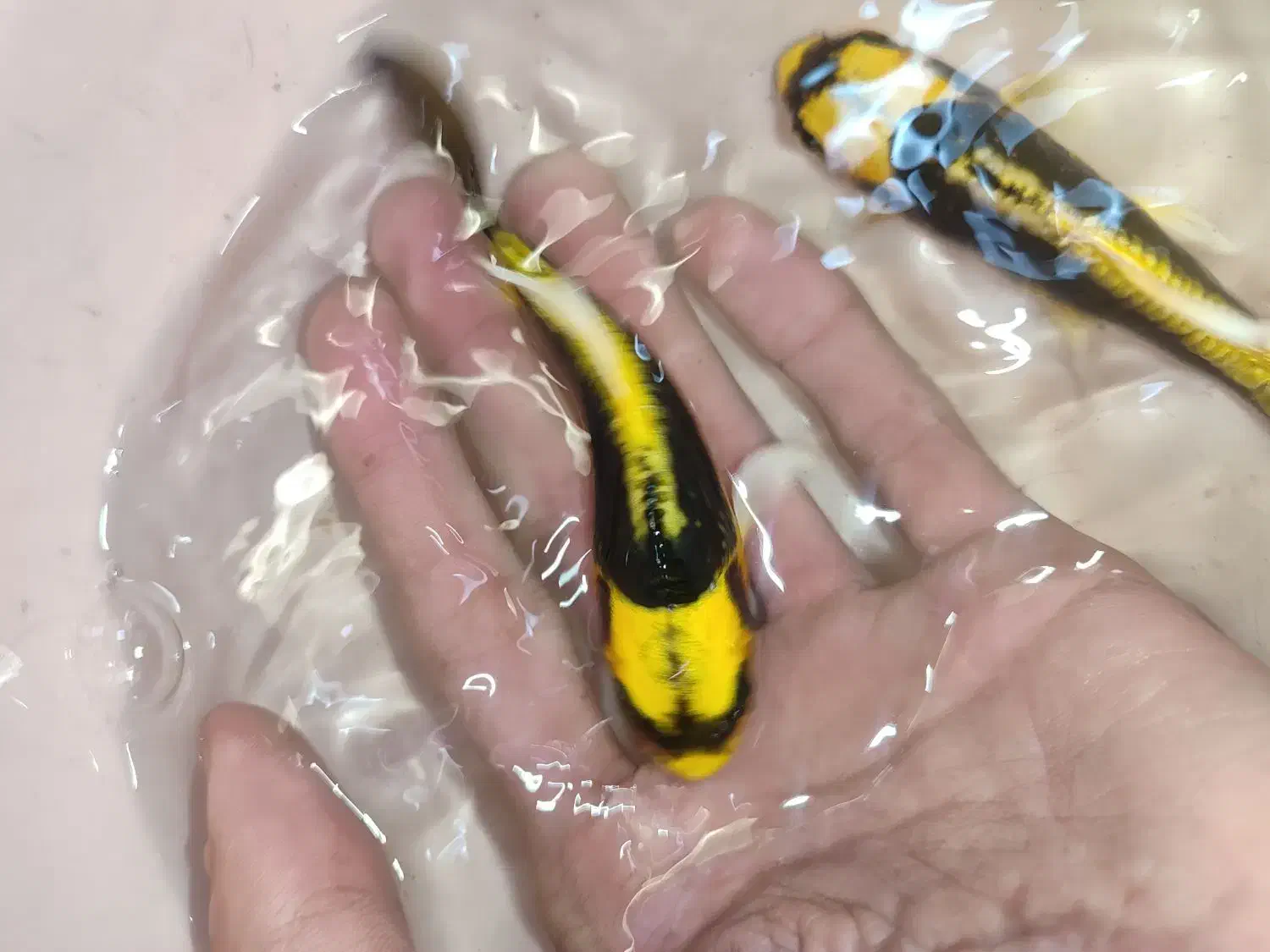 مایان کوی باله شیری|ماهی|مشهد, انقلاب|دیوار