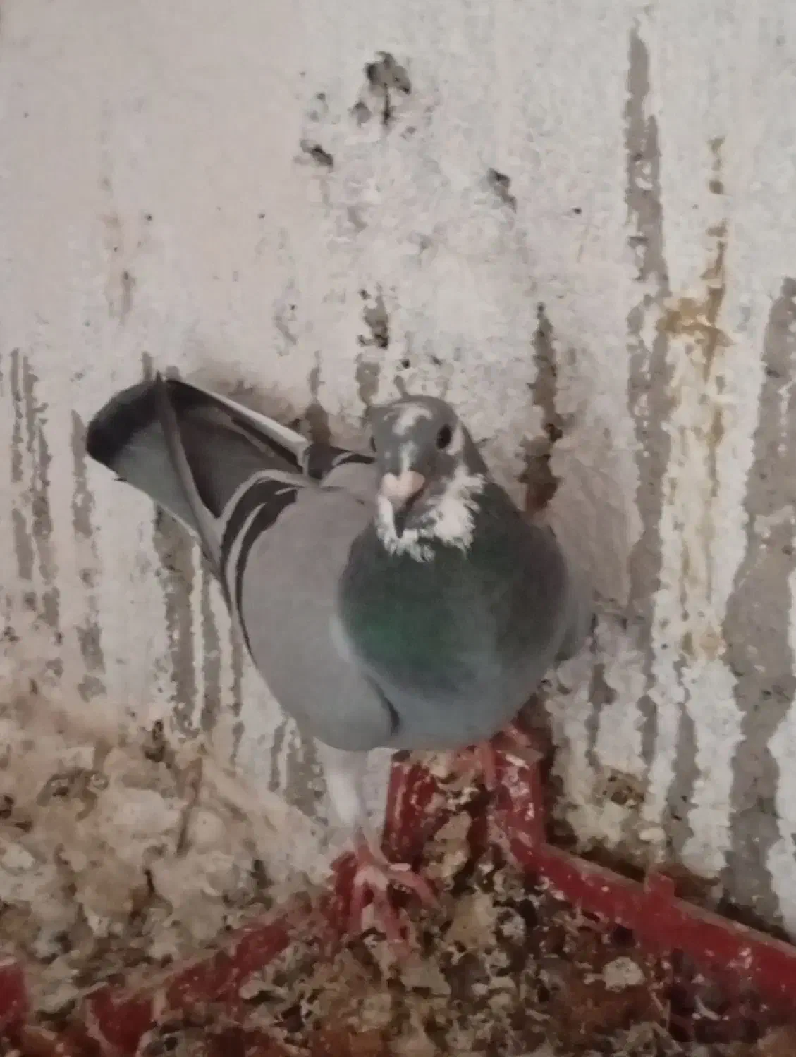 پرمرغ|خوردنی و آشامیدنی|زابل, |دیوار