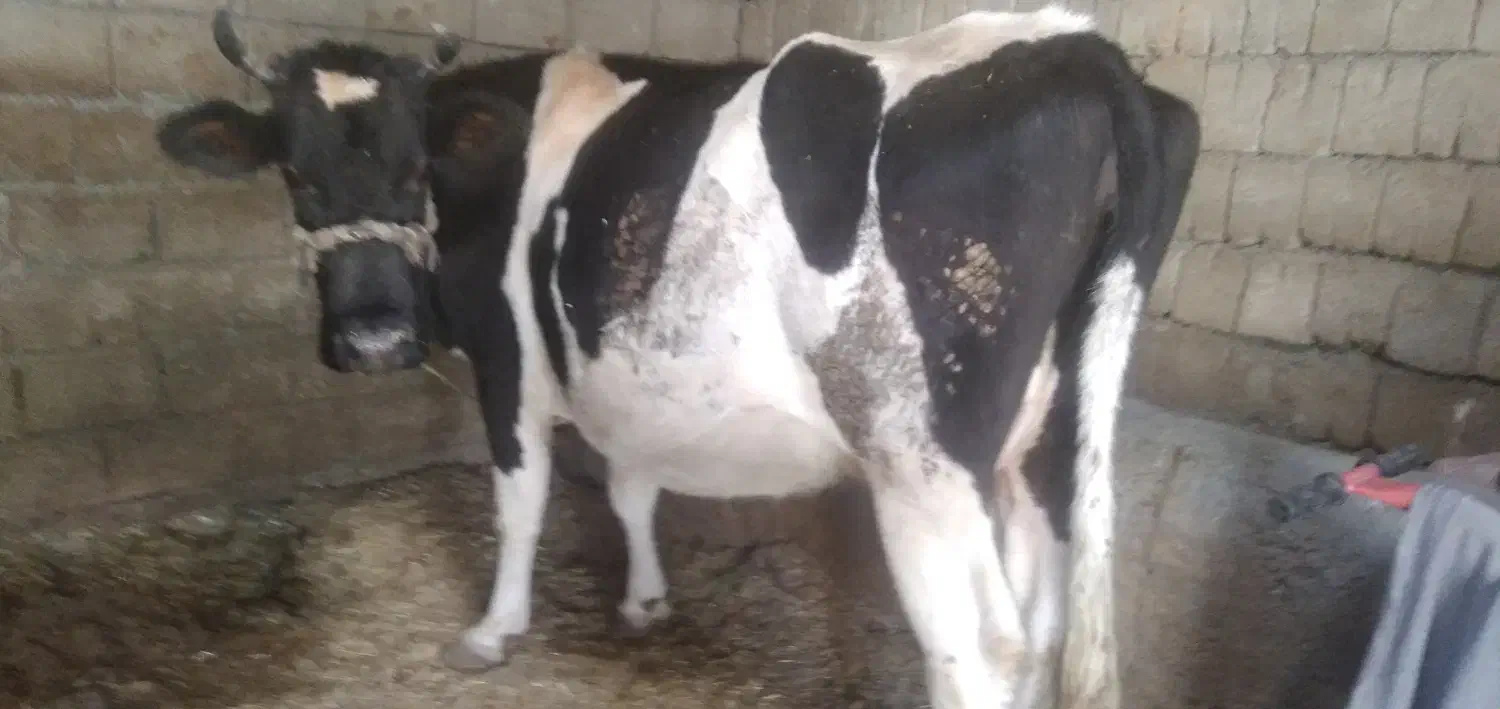 گاو آبستن جوان شکم ۲|حیوانات مزرعه|داران, |دیوار