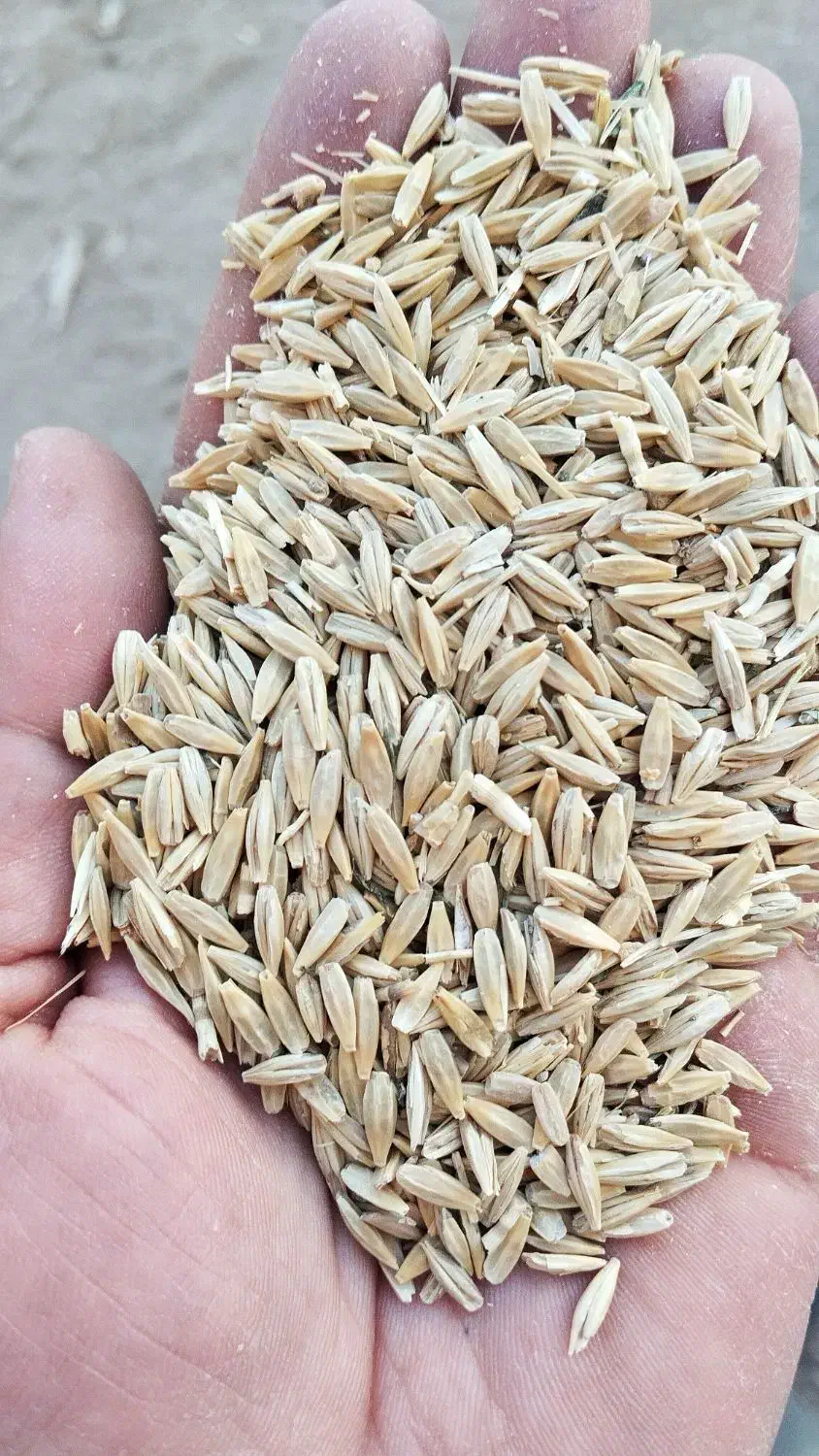 جو دیم فله ای|حیوانات مزرعه|فرمهین, |دیوار