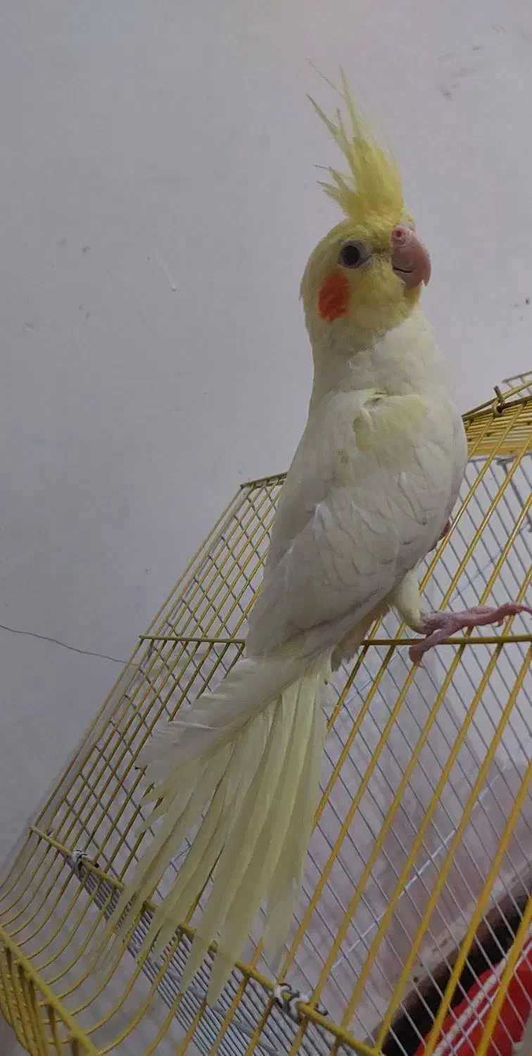 جوجه عروس هلندی بازیگوش|پرنده|دهلران, |دیوار