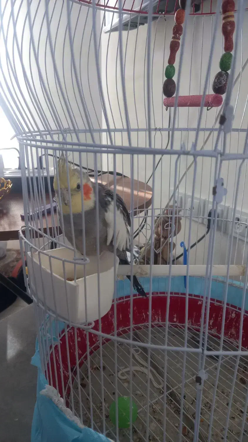 عروس هلندی نر|پرنده|شفت, |دیوار