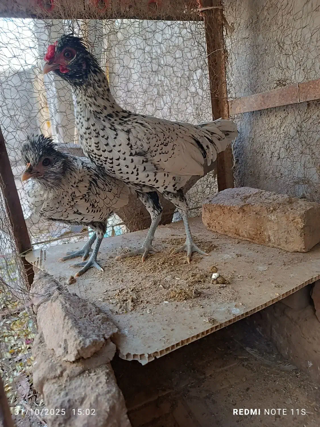 خروس مینیاتوری|حیوانات مزرعه|نیشابور, مازول|دیوار