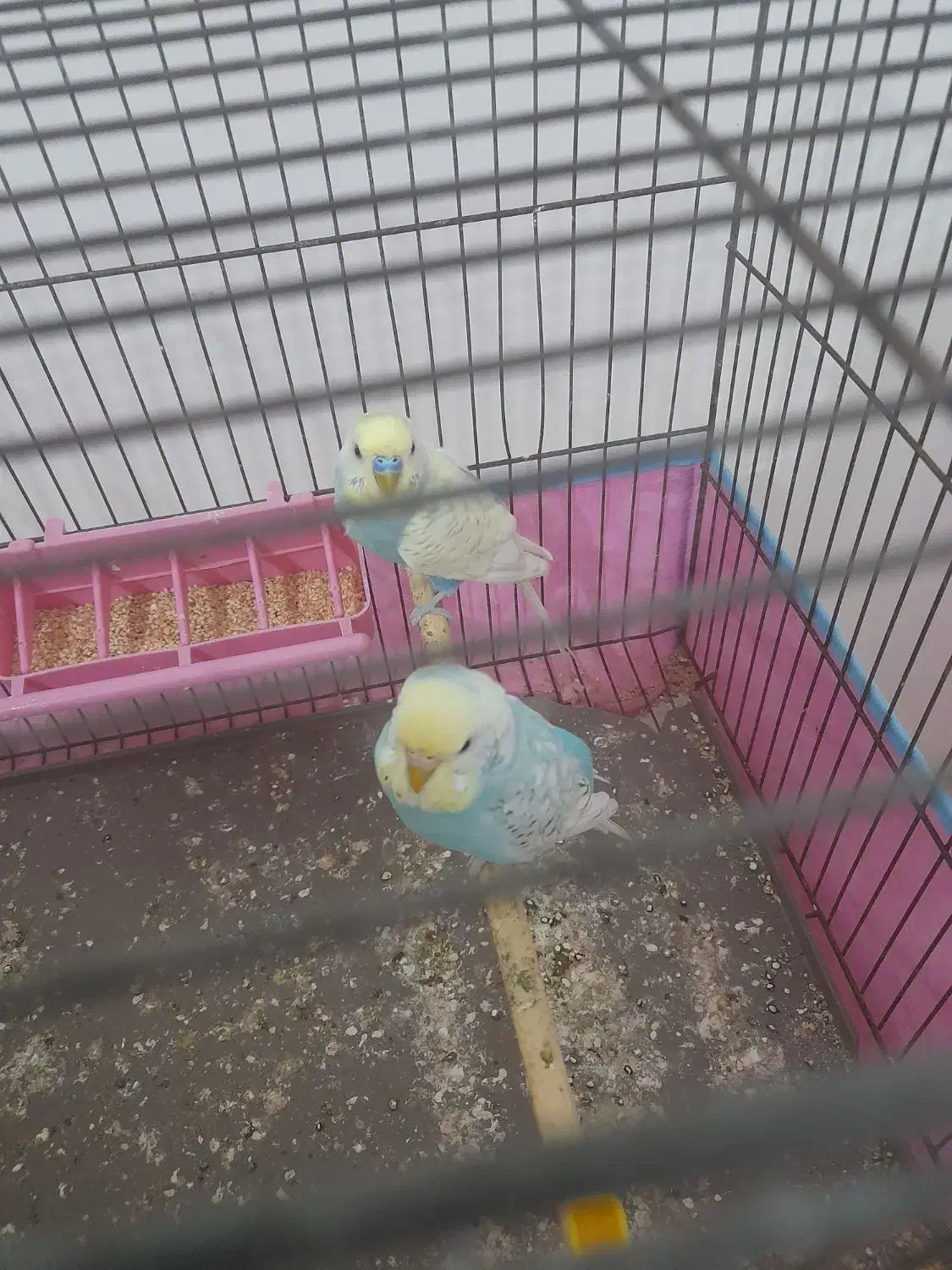 مرغ عشق رینبو مولد صددرصد|پرنده|لاهیجان, خمیر کلایه|دیوار