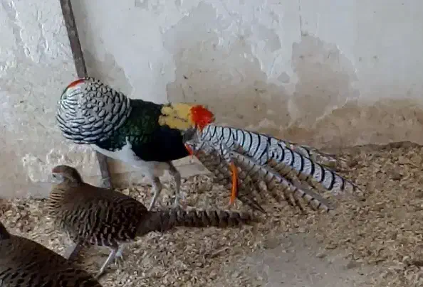 پرنده زینتی لیدی   طاووس|پرنده|شیراز, امام حسین|دیوار