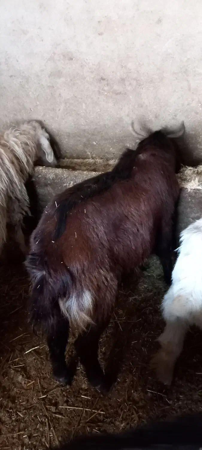 نر بز|حیوانات مزرعه|گرمخان, |دیوار