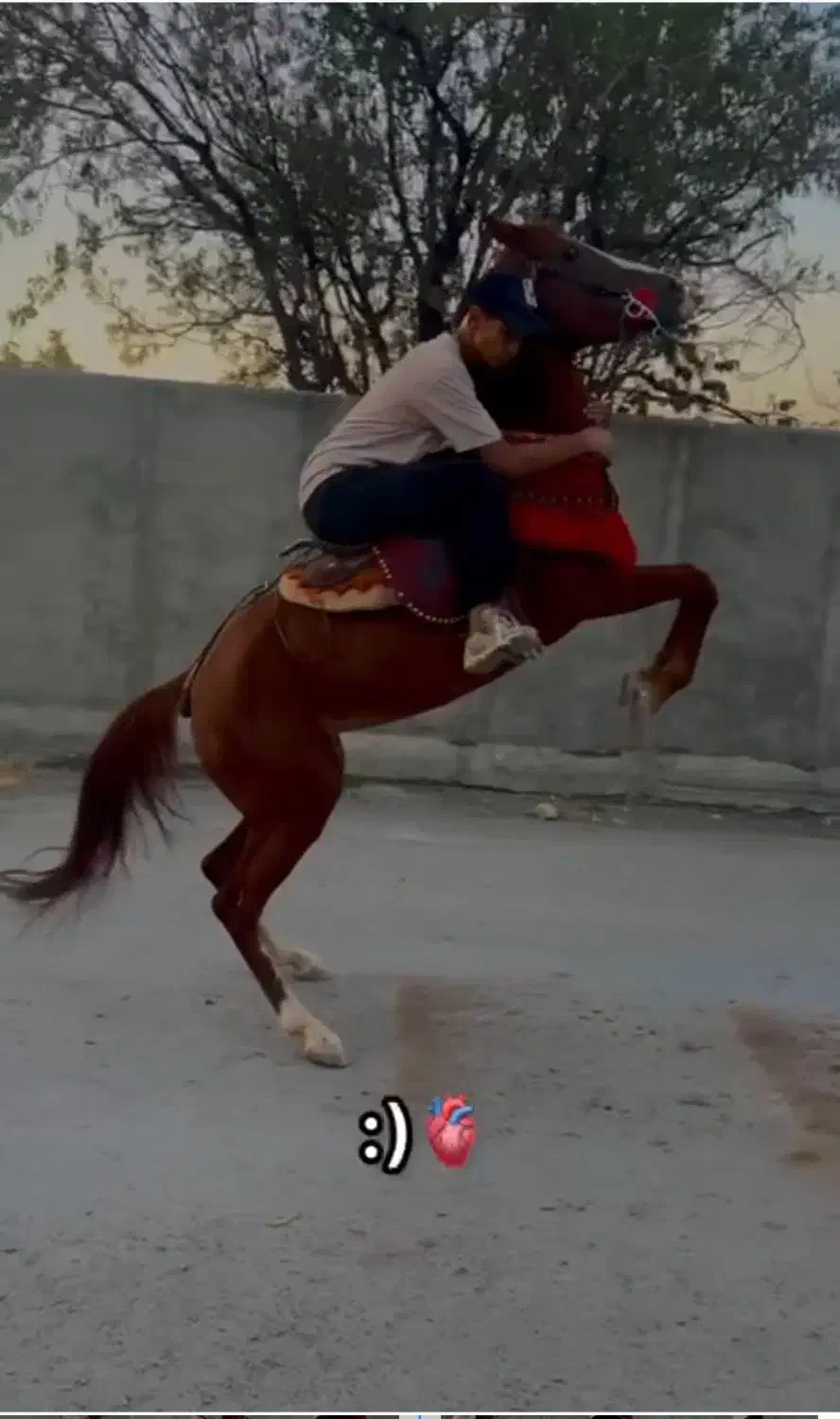 مادیون یسر عرب|اسب و تجهیزات اسب‌سواری|اراک, |دیوار