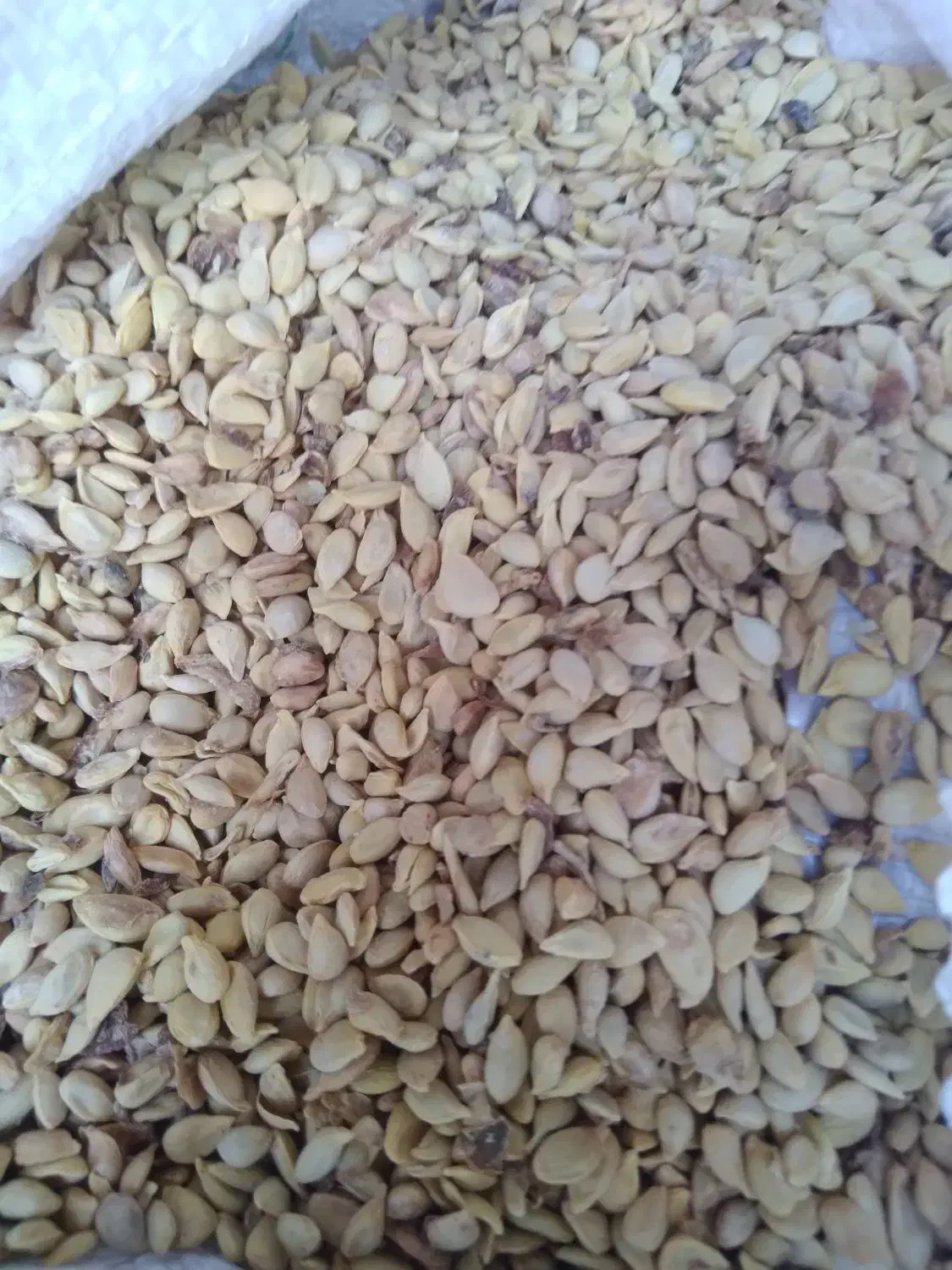 تخم لیمو ترش|خدمات باغبانی و درختکاری|شیراز, شریف‌آباد|دیوار
