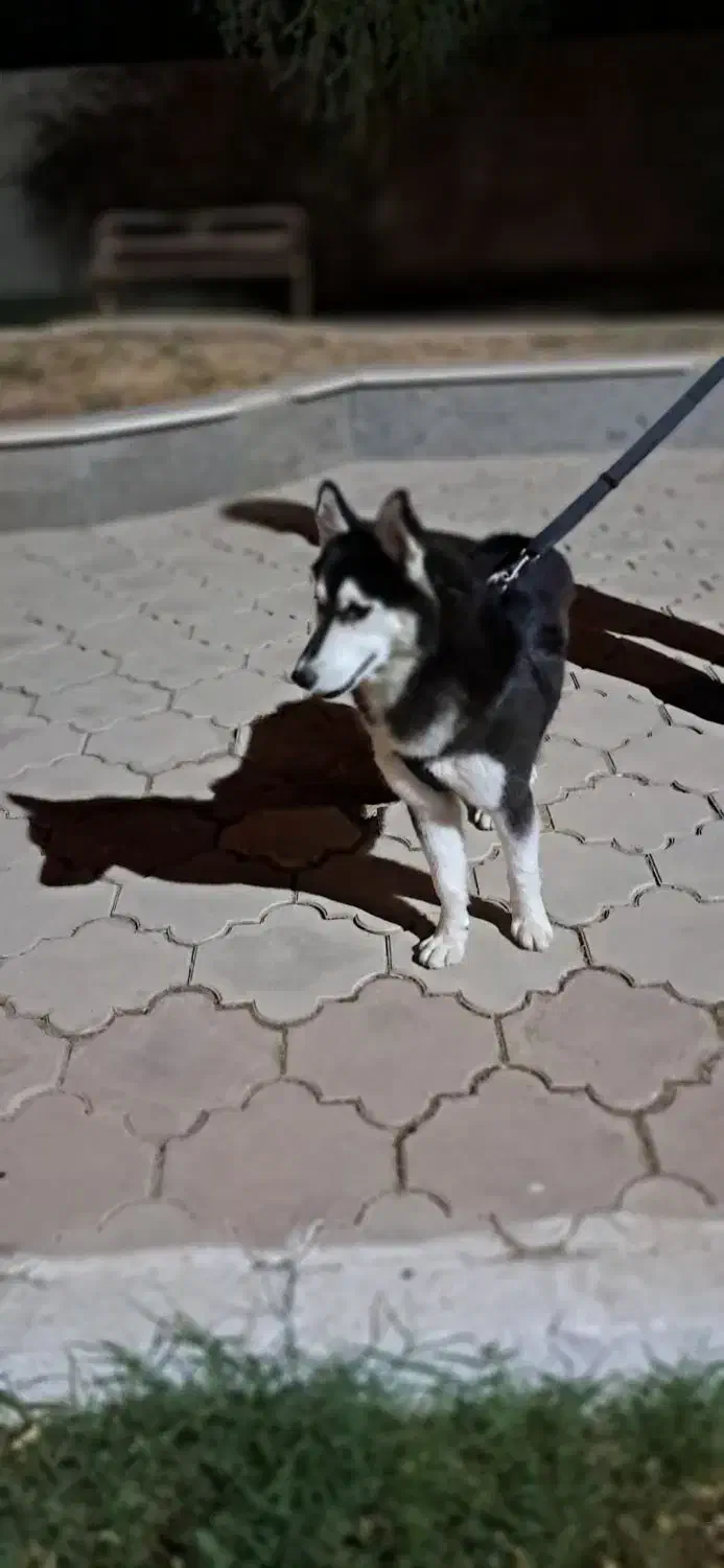 اهواز ویس باوی|سگ|اهواز, زرگان|دیوار