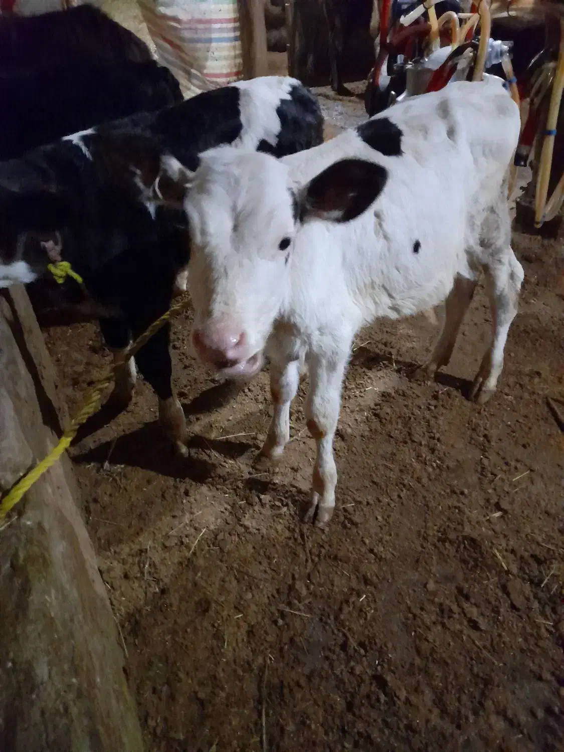 یک راس گوساله ماده شیر خوار بفروش میرسد|حیوانات مزرعه|سراب, |دیوار