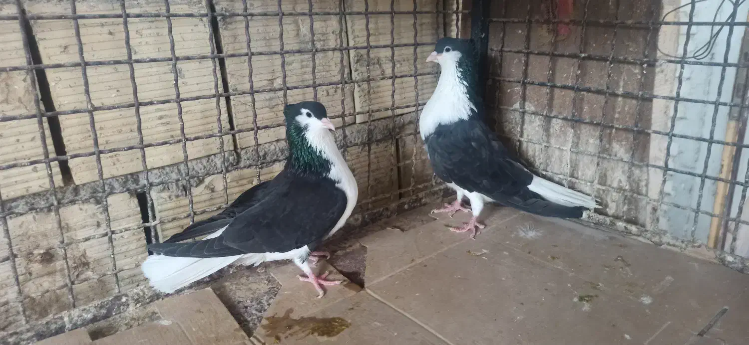 دمگیر سیاه پشت کاکلی و ی بوم طوق ماده|پرنده|شهرضا, |دیوار