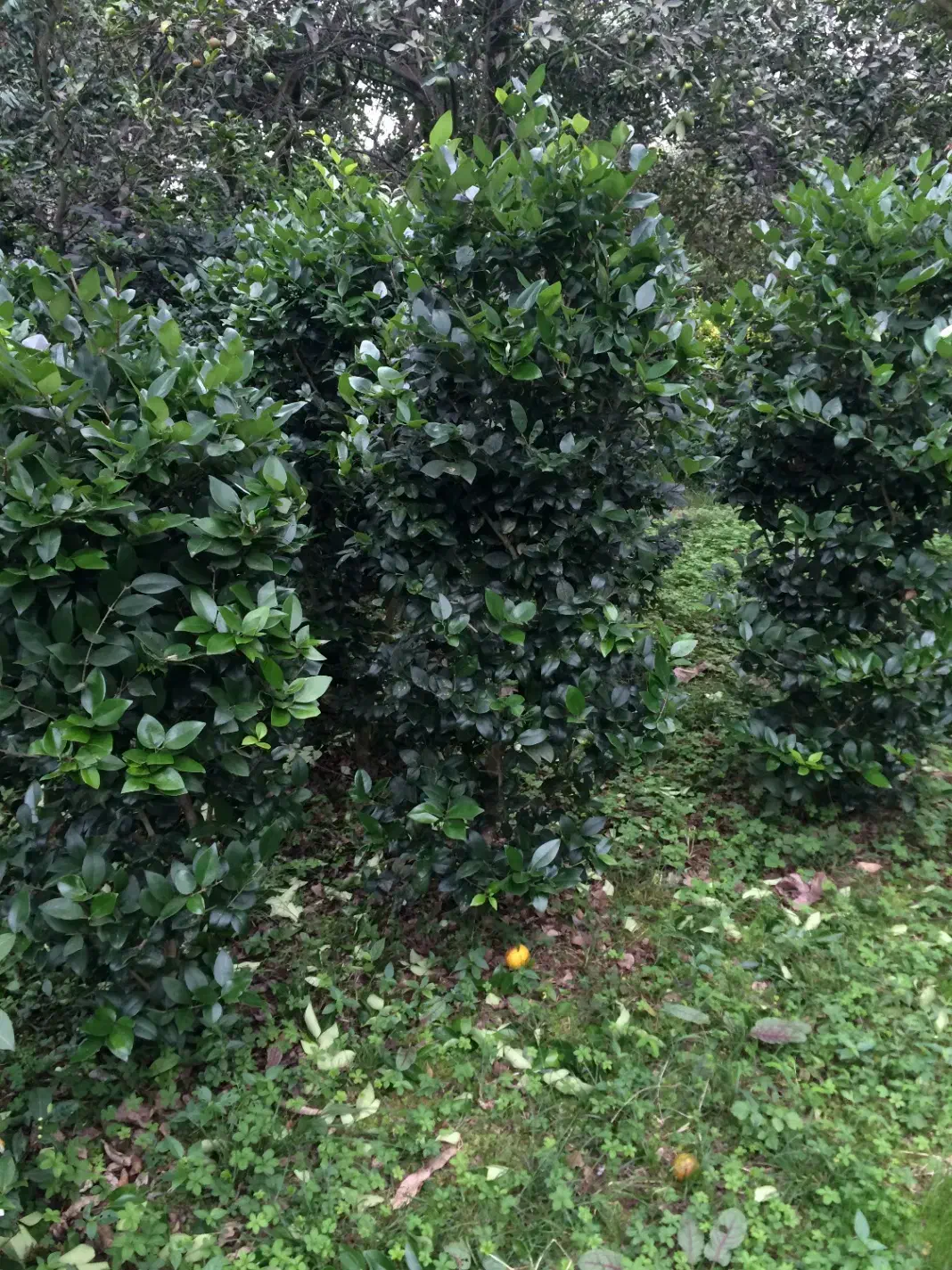 فروش یاس کاملیا ناندانیا شمشاد لاوسون و....|خدمات باغبانی و درختکاری|کلاچای, |دیوار