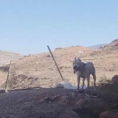 واگذاری سگ|سگ|ایلام, |دیوار