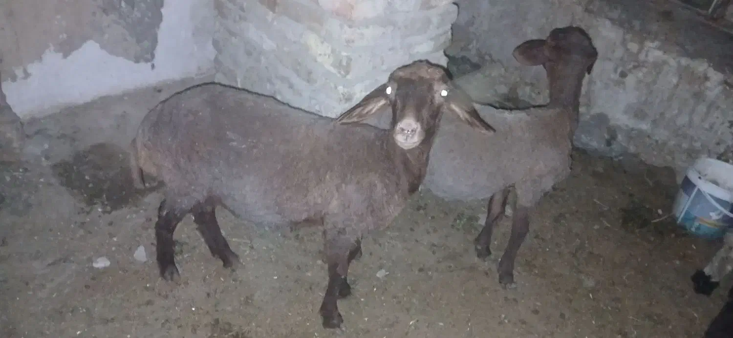 فوق العاده خوب|حراج|گنبد کاووس, |دیوار