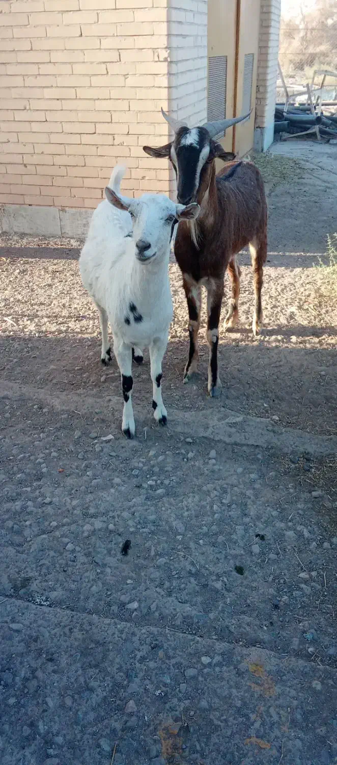 فروشی|حیوانات مزرعه|سیرجان, |دیوار