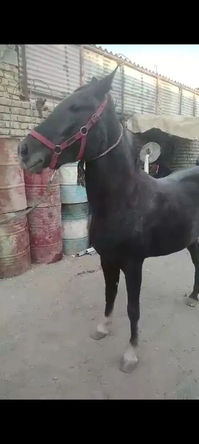 مادیان فوقالعاده پرخون|اسب و تجهیزات اسبسواری|فلاورجان, |دیوار