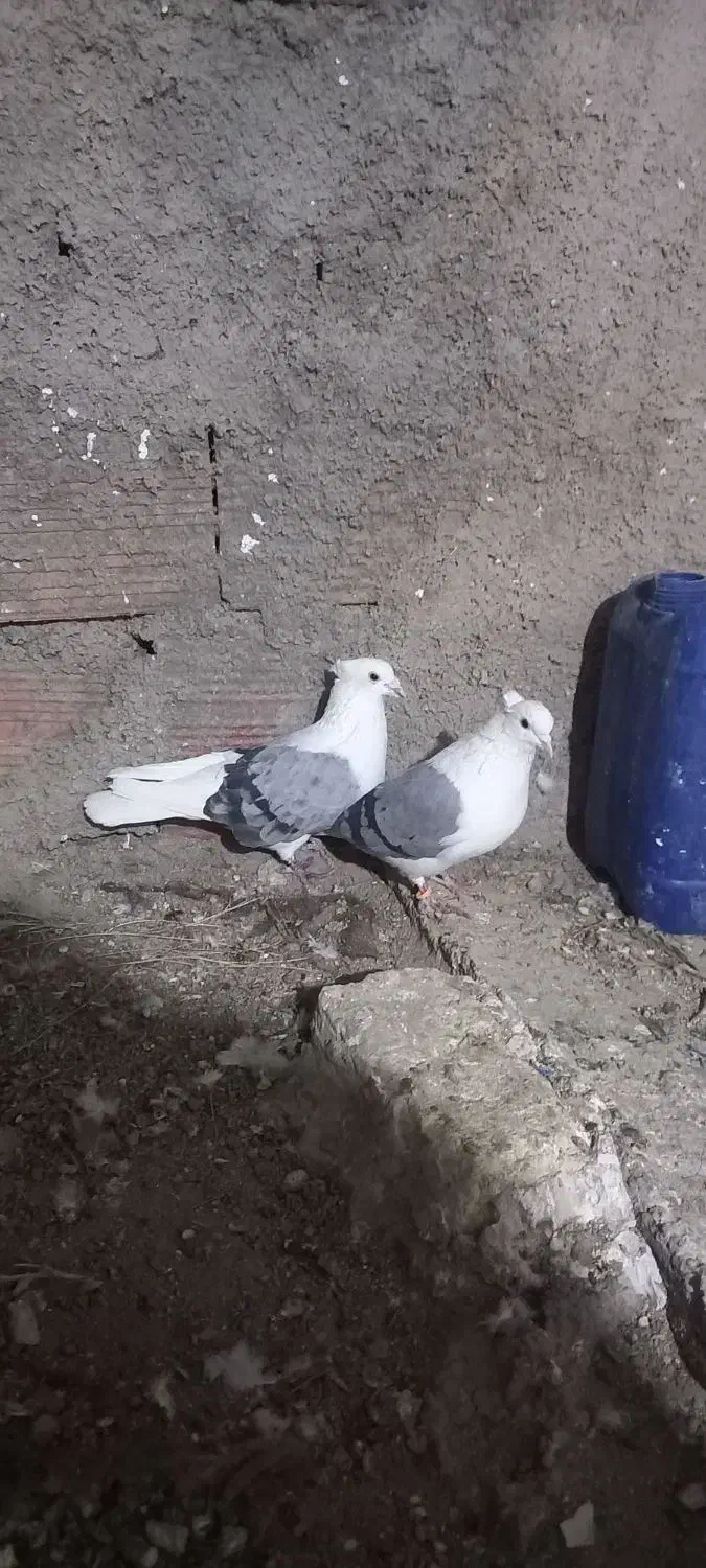 یکجفت پشت چاهی|پرنده|بجنورد, |دیوار