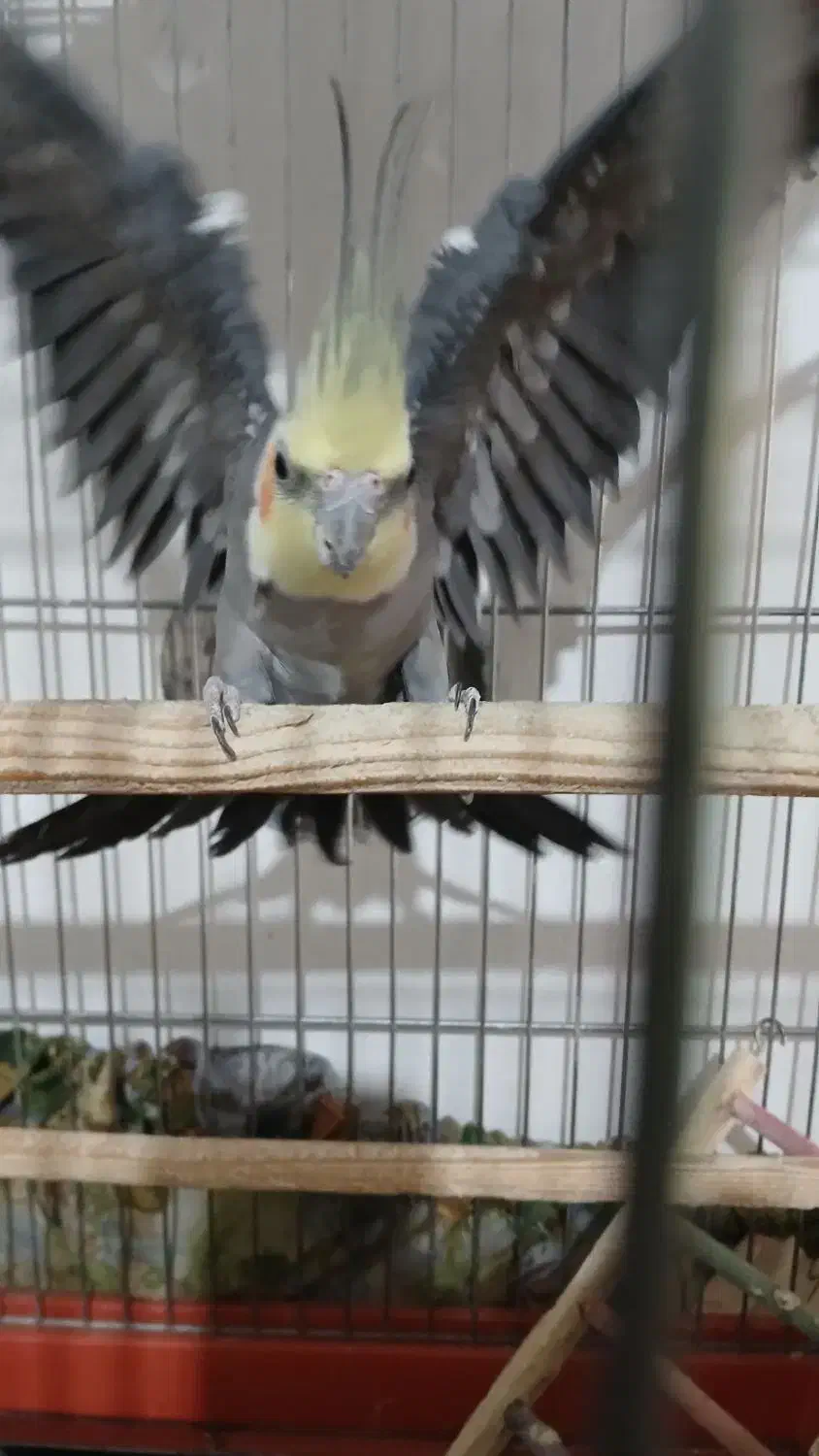 جفت عروس هلندی|پرنده|شیراز, جمال آباد|دیوار