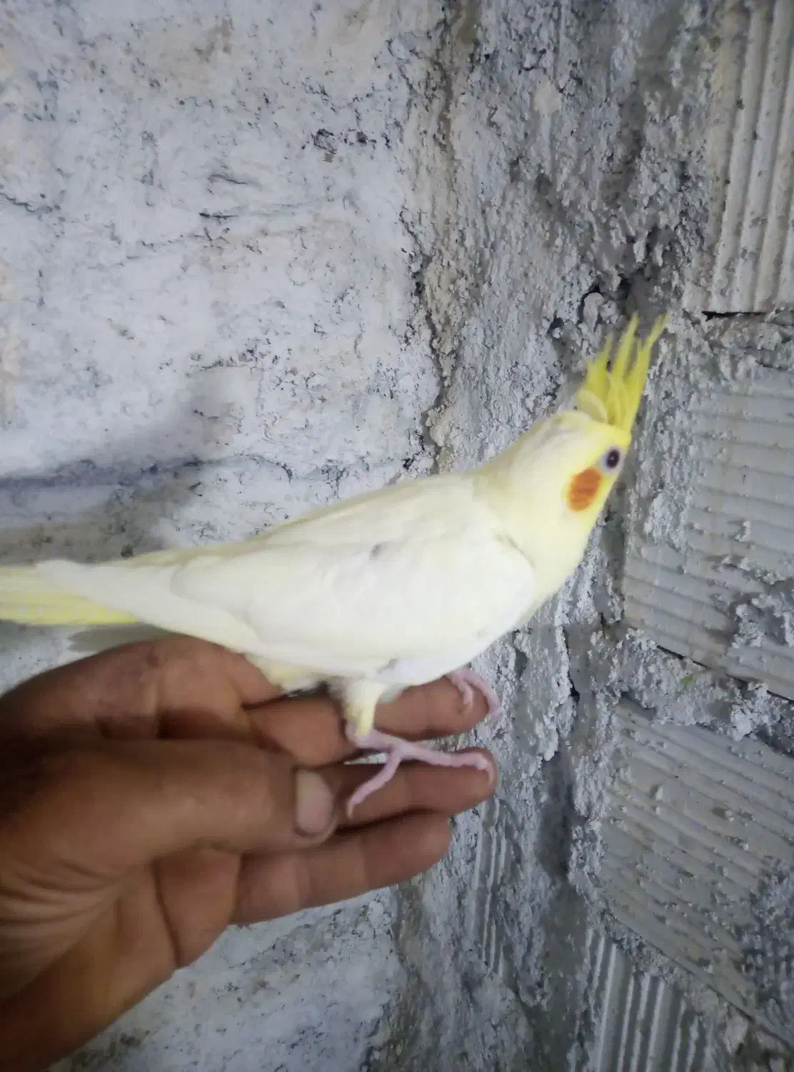 جوجه عروس هلندی لوتینو چشم شرابی رام و دونه خور|پرنده|بم, |دیوار