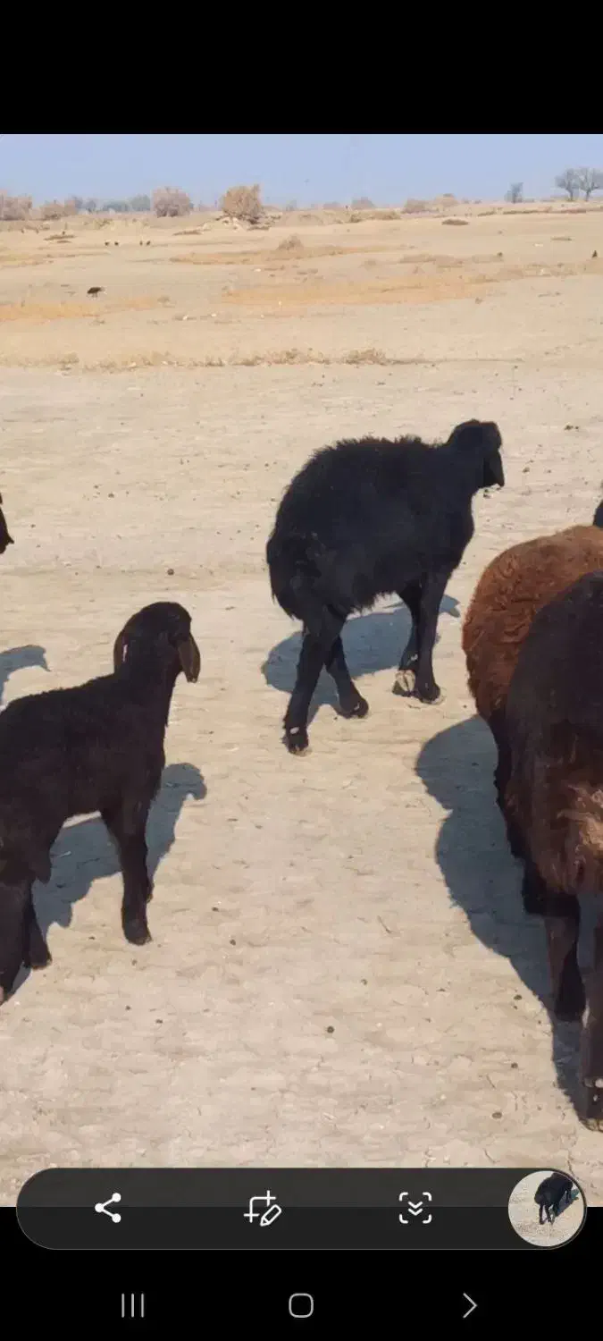 فروش گوسفند نر دو عدد یکی گوشتی یکی دامازلخ سیاه|حیوانات مزرعه|چهاربرج, |دیوار