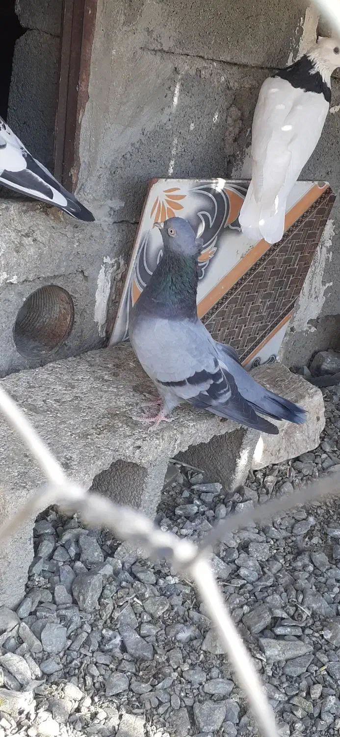 کفتر|پرنده|کهنوج, |دیوار