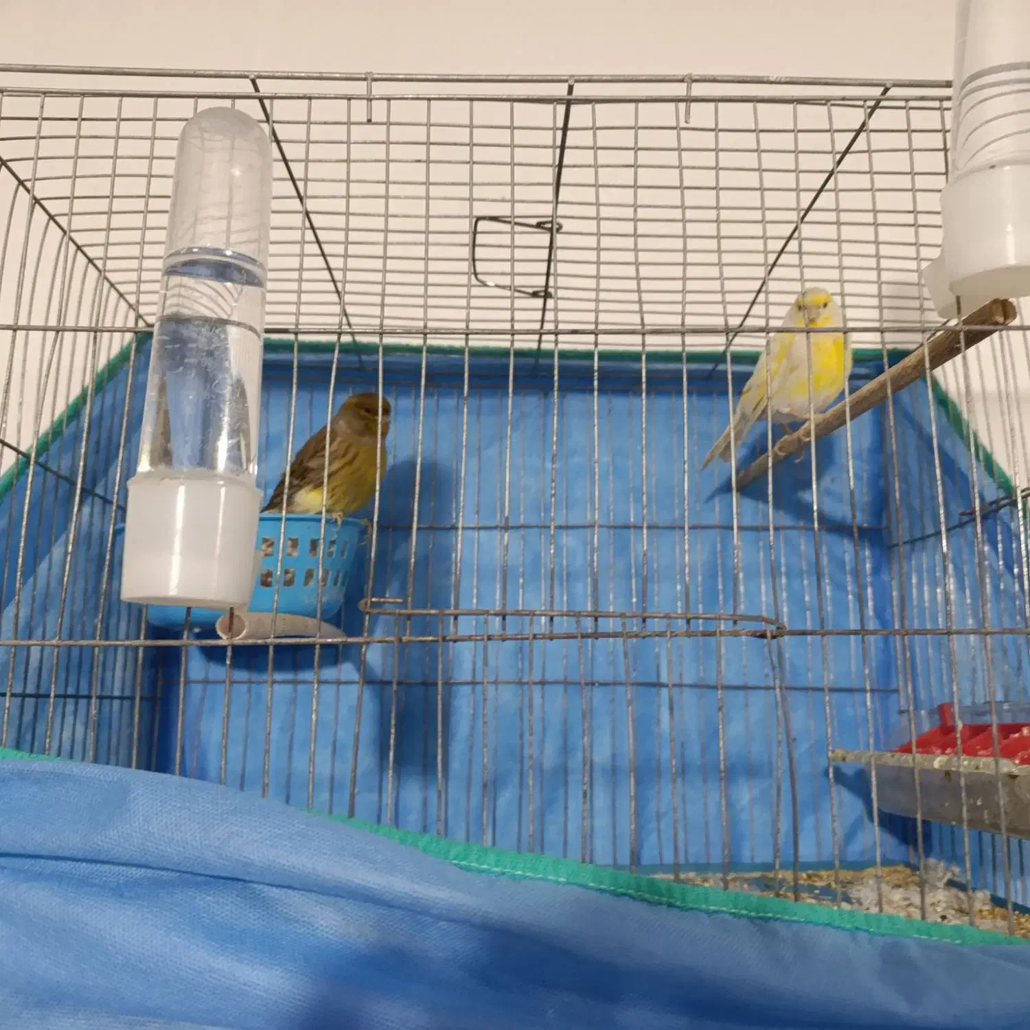 قناری جفت|پرنده|کبودرآهنگ, |دیوار