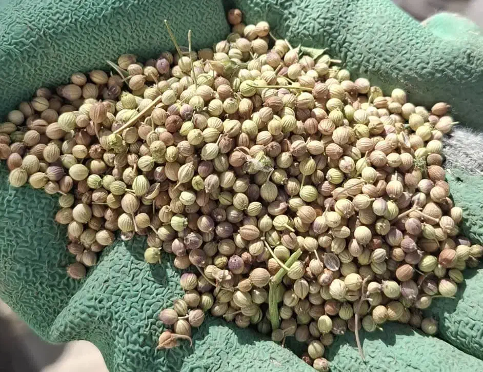 خریدو فروش گشنیز کمباینی|عمده‌فروشی|گیان, |دیوار