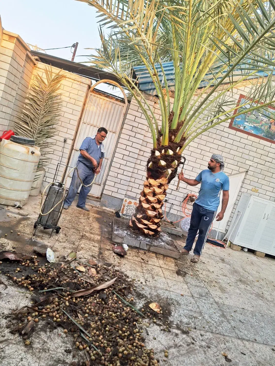 بریدن نخل قطع درخت هرس نخل سمپاشی ،،نخل  استاد نخل|خدمات باغبانی و درختکاری|اهواز, نادری|دیوار