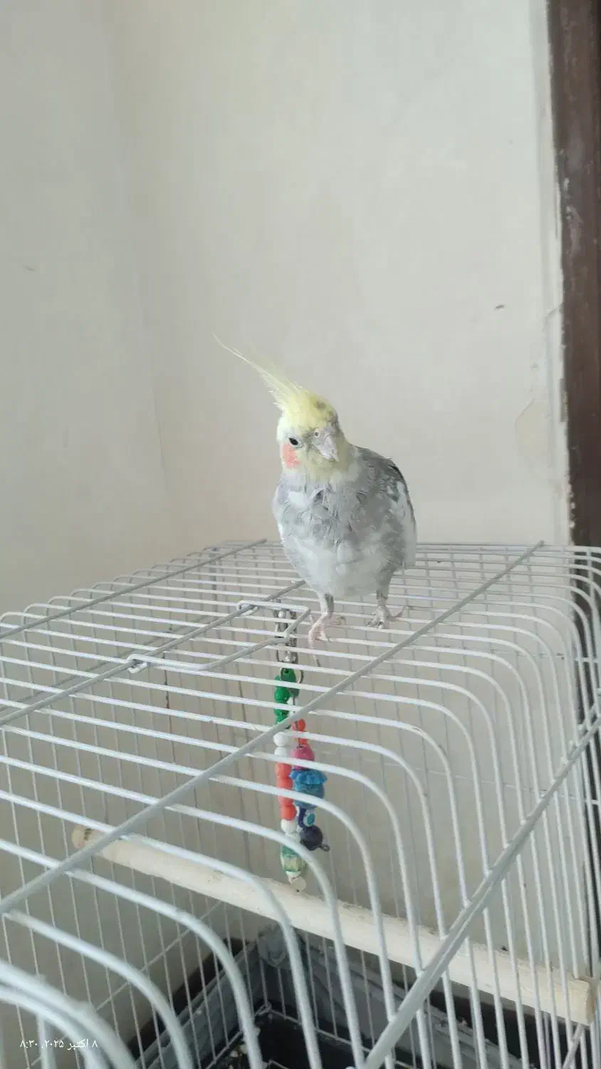 عروس نر|پرنده|قدس, شهرقدس|دیوار