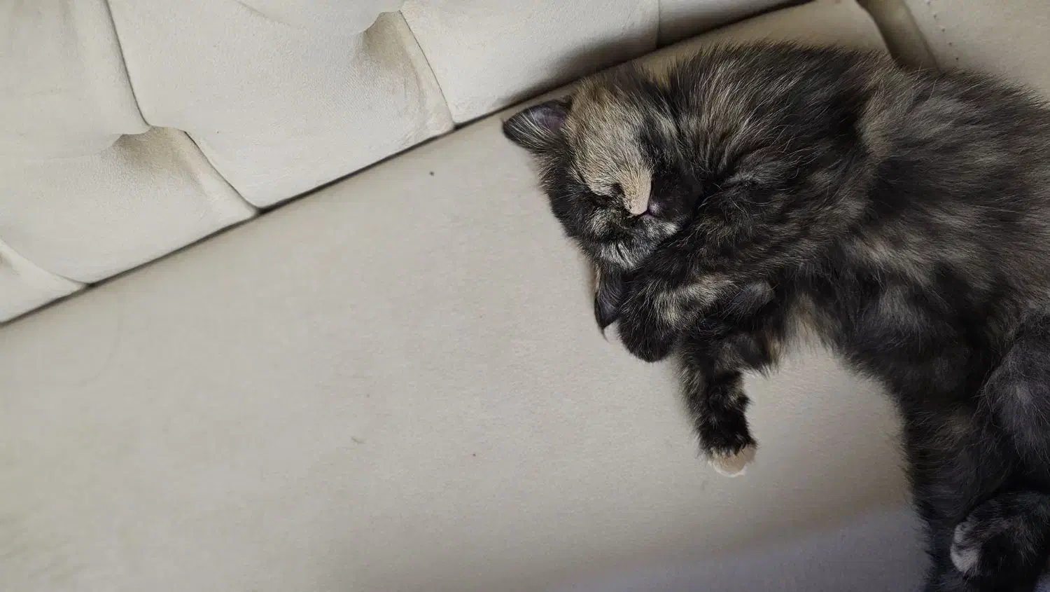 گربه بریتیش شورت هیر|گربه|گنبد کاووس, |دیوار