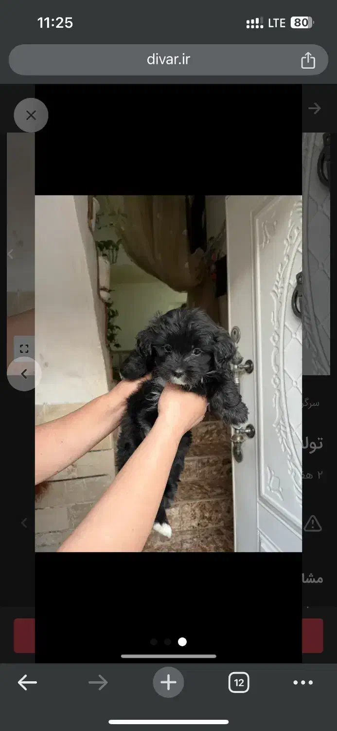 توله شیتزو کراس|سگ|سبزوار, نواب صفوی|دیوار