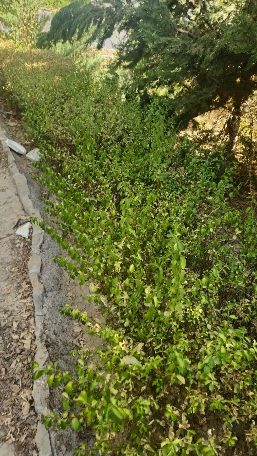استخدام کارگر فضای سبز|استخدام صنعتی، فنی، مهندسی|شیراز, شهرک بهشتی|دیوار