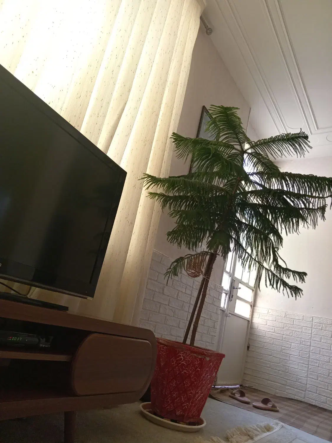 سلام گل کاج مطبق|گل و گیاه طبیعی|شیراز, جوادیه|دیوار