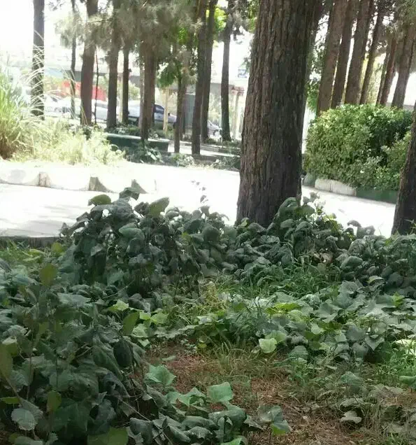 راهنمای کنید|فعالیت داوطلبانه|ری, علایین|دیوار