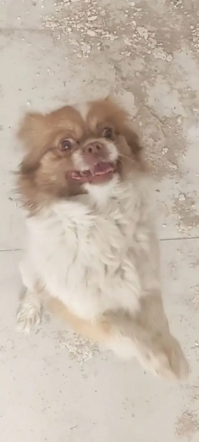 سگ آپارتمانی.پیکینز|سگ|مشهد, یاس|دیوار