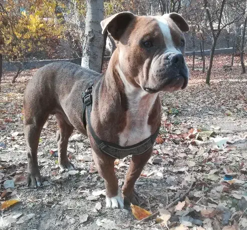 سگ پیت بول یک ساله سالم وسرحال * (فروش و معاوضه)|سگ|طرقبه, |دیوار