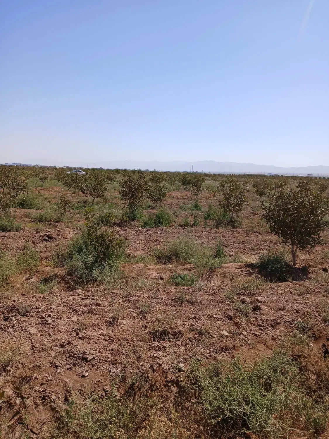 فروش باغ پسته۱۲ ساله بارده سنددار۱۰۰۰متر|فروش دفتر صنعتی، کشاورزی، تجاری|بوئین زهرا, |دیوار