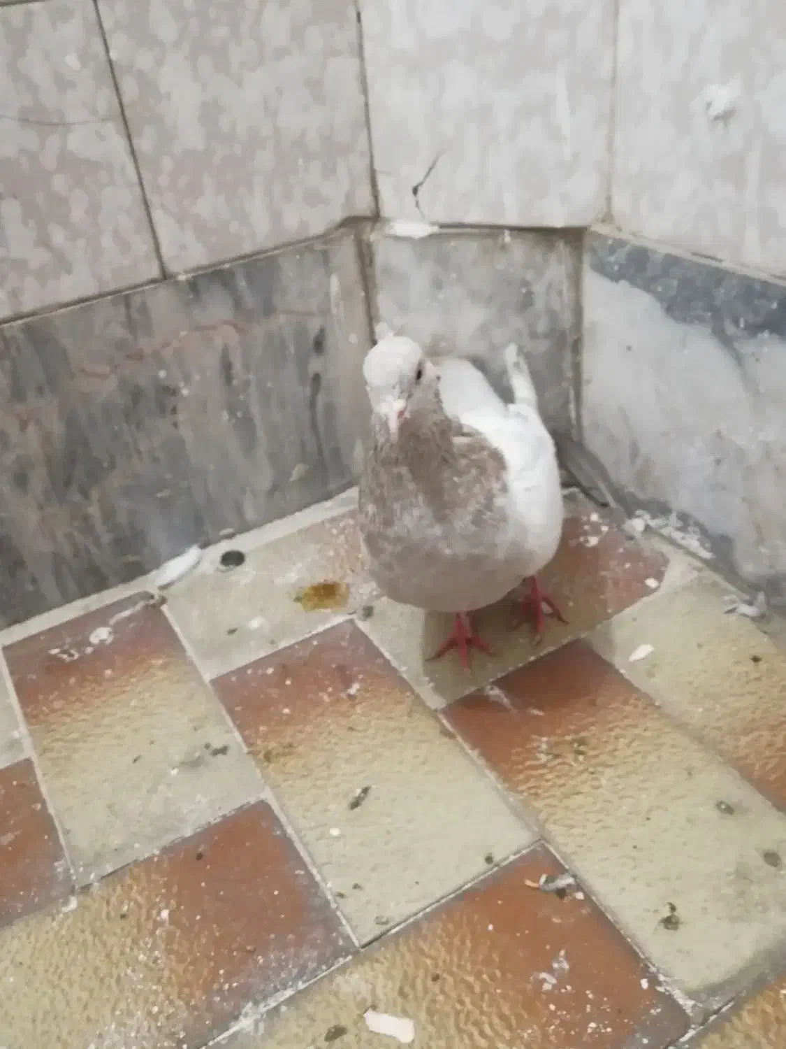 کفتر سینه|پرنده|مشهد, عامل|دیوار