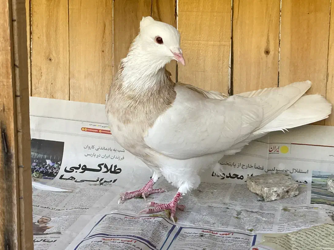 طوقی کرمانشاه|پرنده|قم, انسجام|دیوار