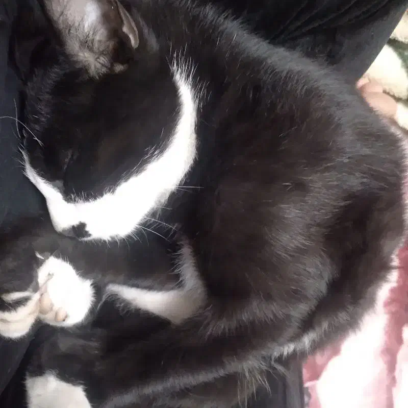 گربه|گربه|کرمانشاه, |دیوار