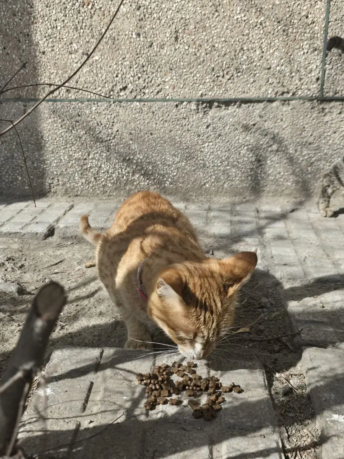 گربه گم شده|حیوانات|مشهد, بهشت|دیوار