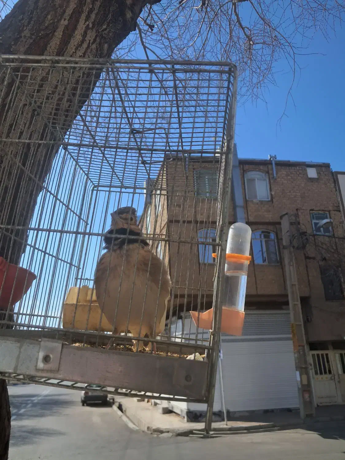 سهره خاکی|پرنده|رباط‌کریم, رباط‌کریم|دیوار