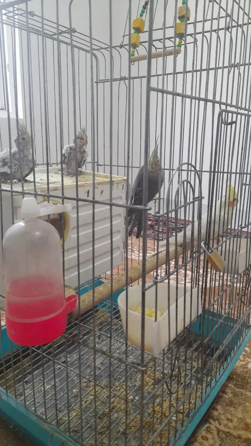 عروس هلندی|پرنده|گیلان غرب, |دیوار