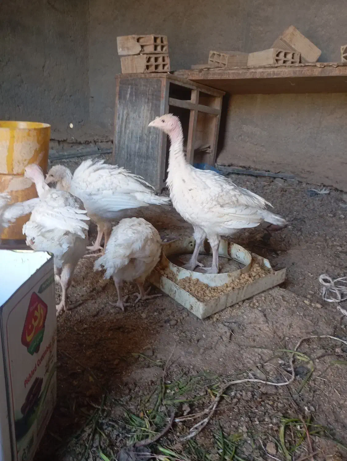 جوجه بوقلمو|حیوانات مزرعه|سمنان, |دیوار