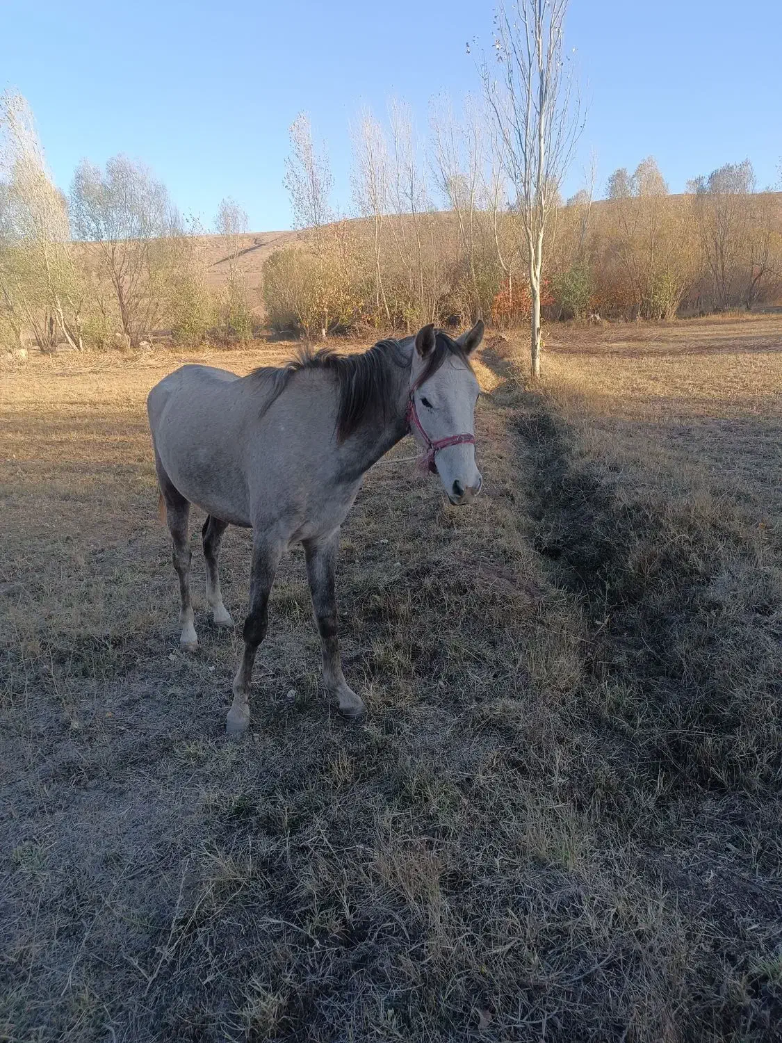 اسب مادیان|اسب و تجهیزات اسبسواری|کوراییم, |دیوار