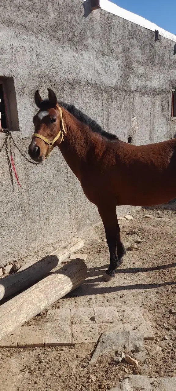 اسب سالم و سرحال|اسب و تجهیزات اسب‌سواری|نوبران, |دیوار