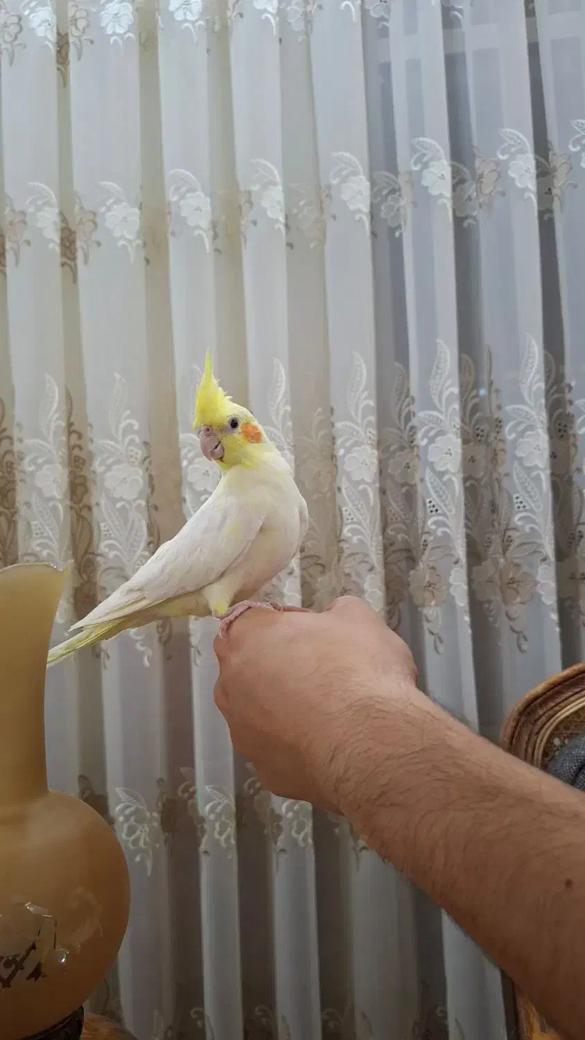 فروش عروس هلندی|پرنده|مرند, |دیوار