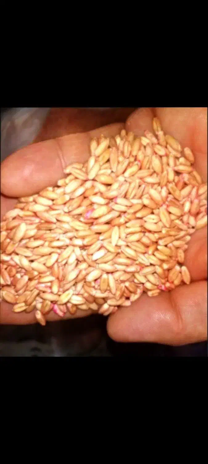 گندم|عمدهفروشی|شراء, |دیوار