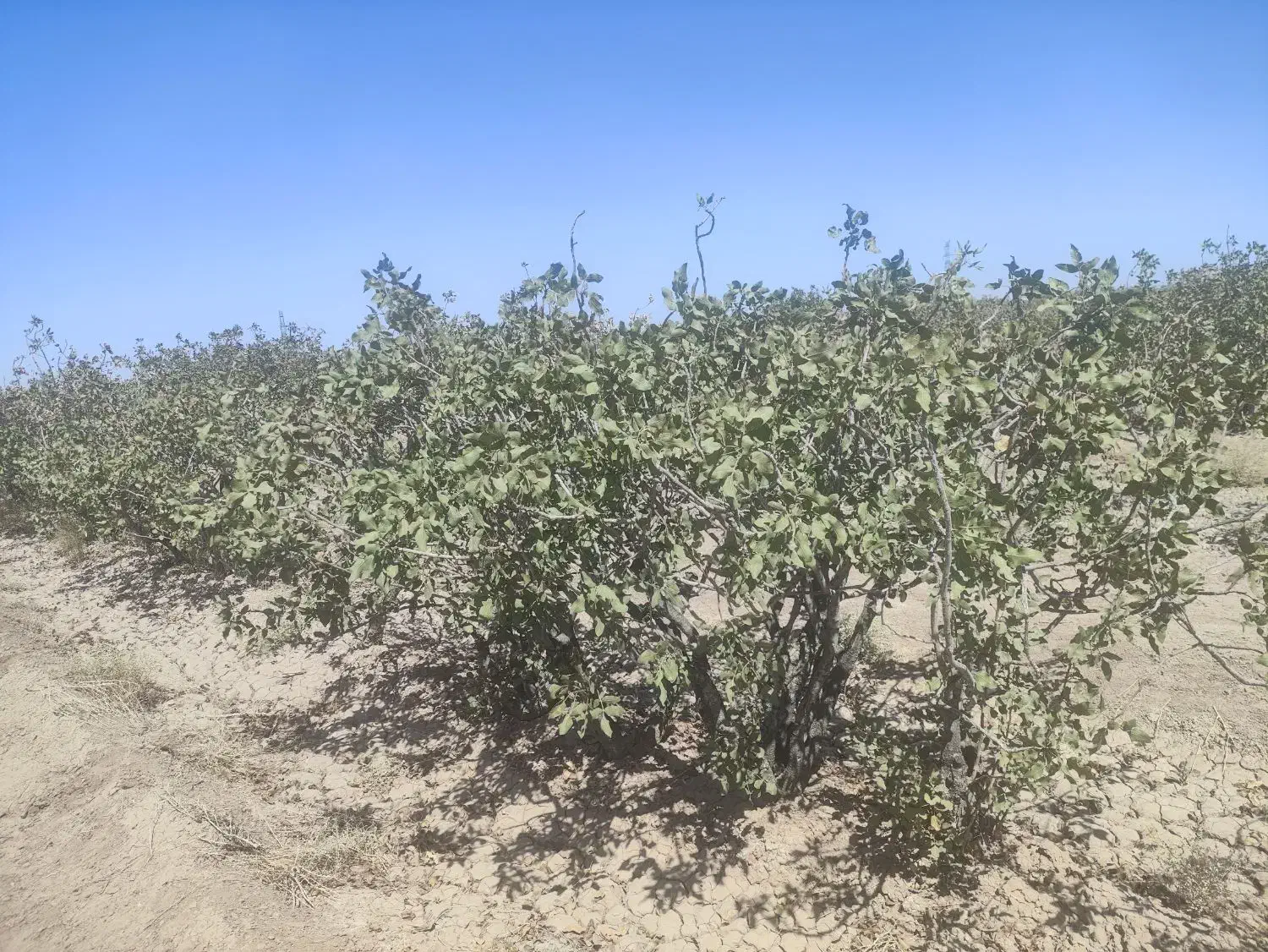 اجاره باغ پسته فندقی|اجارهٔ کوتاهمدت ویلا و باغ|سیرجان, |دیوار